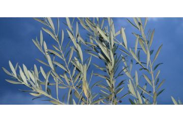 Santa Messa - Domenica delle Palme