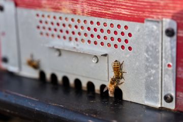 L'ingresso dell'arnia