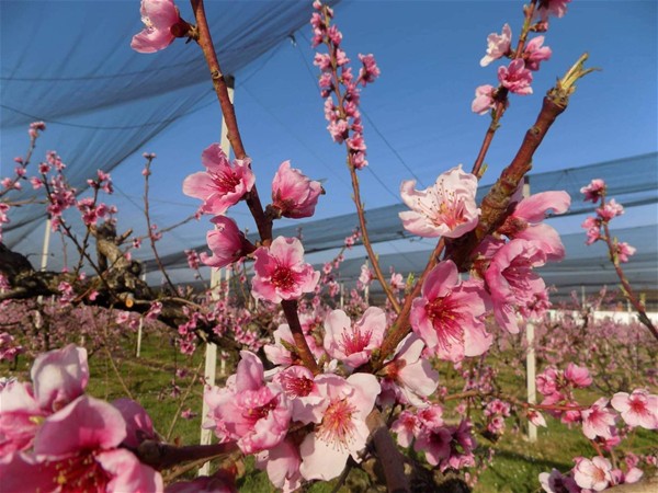 Pasqua di Resurrezione del Signore
